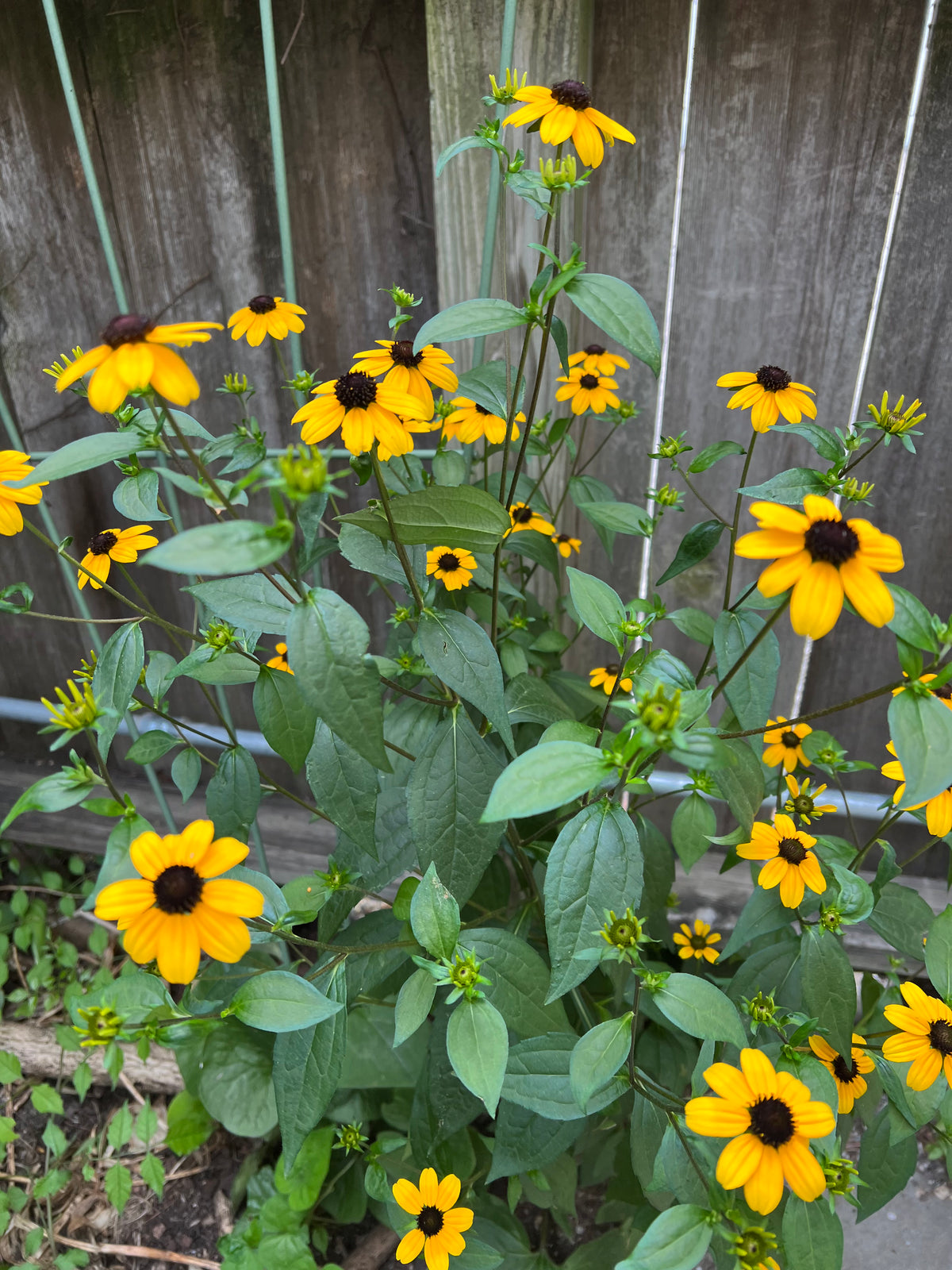 Rudbeckia triloba- Brown-eyed Susan - Red Stem Native Landscapes