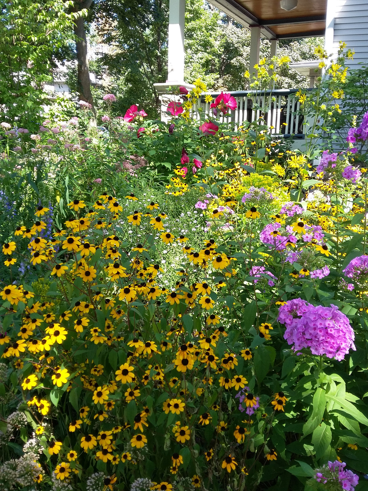 Rudbeckia triloba- Brown-eyed Susan - Red Stem Native Landscapes