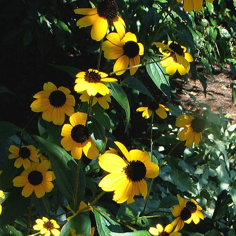 Rudbeckia triloba- Brown-eyed Susan - Red Stem Native Landscapes