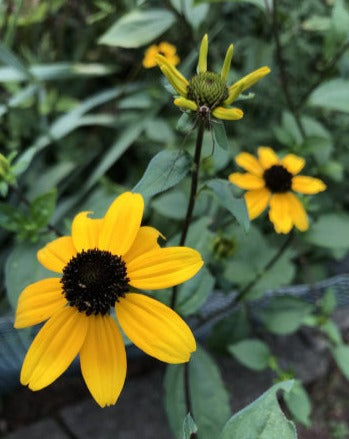 Rudbeckia triloba- Brown-eyed Susan - Red Stem Native Landscapes