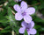 Ruellia humilis-Wild Petunia - Red Stem Native Landscapes