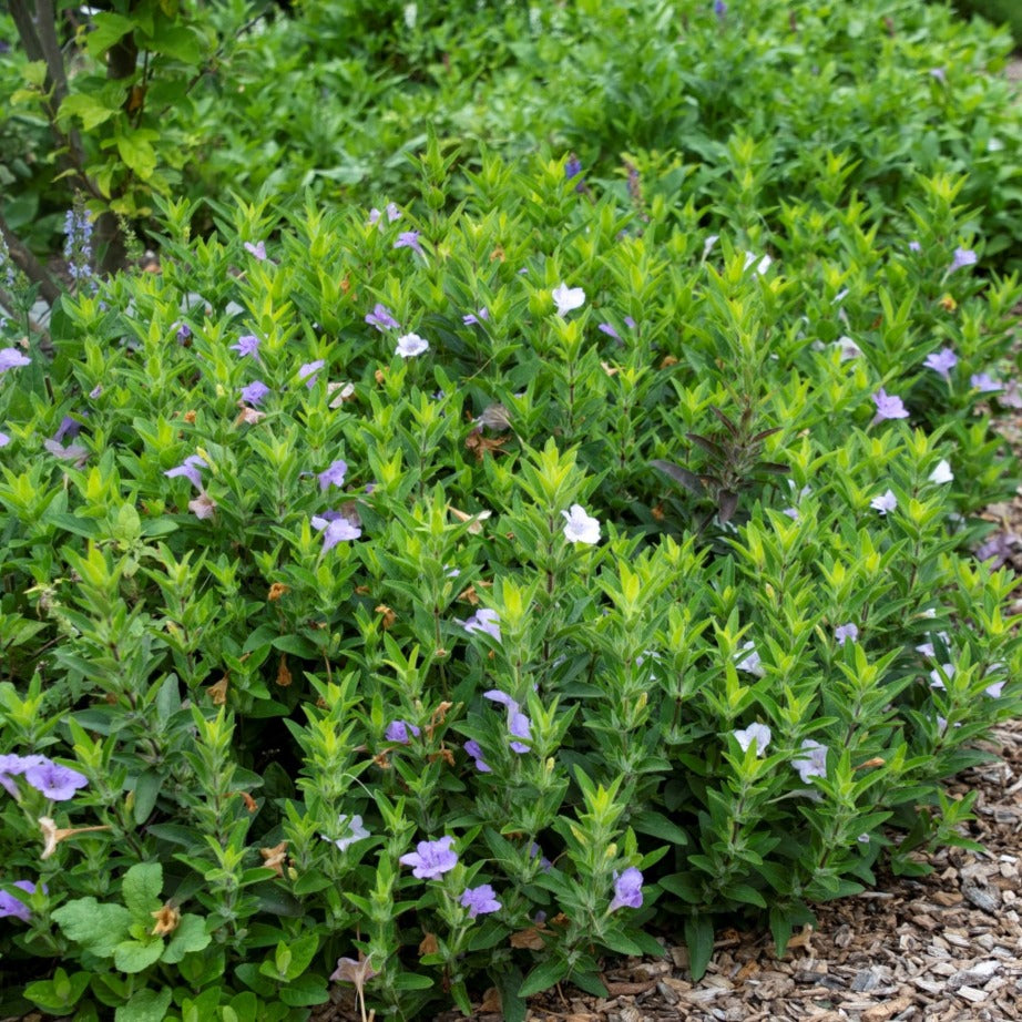 Ruellia humilis-Wild Petunia - Red Stem Native Landscapes