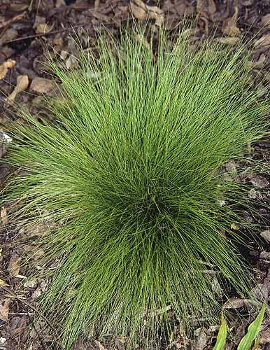 Carex radiata-Star Sedge - Red Stem Native Landscapes