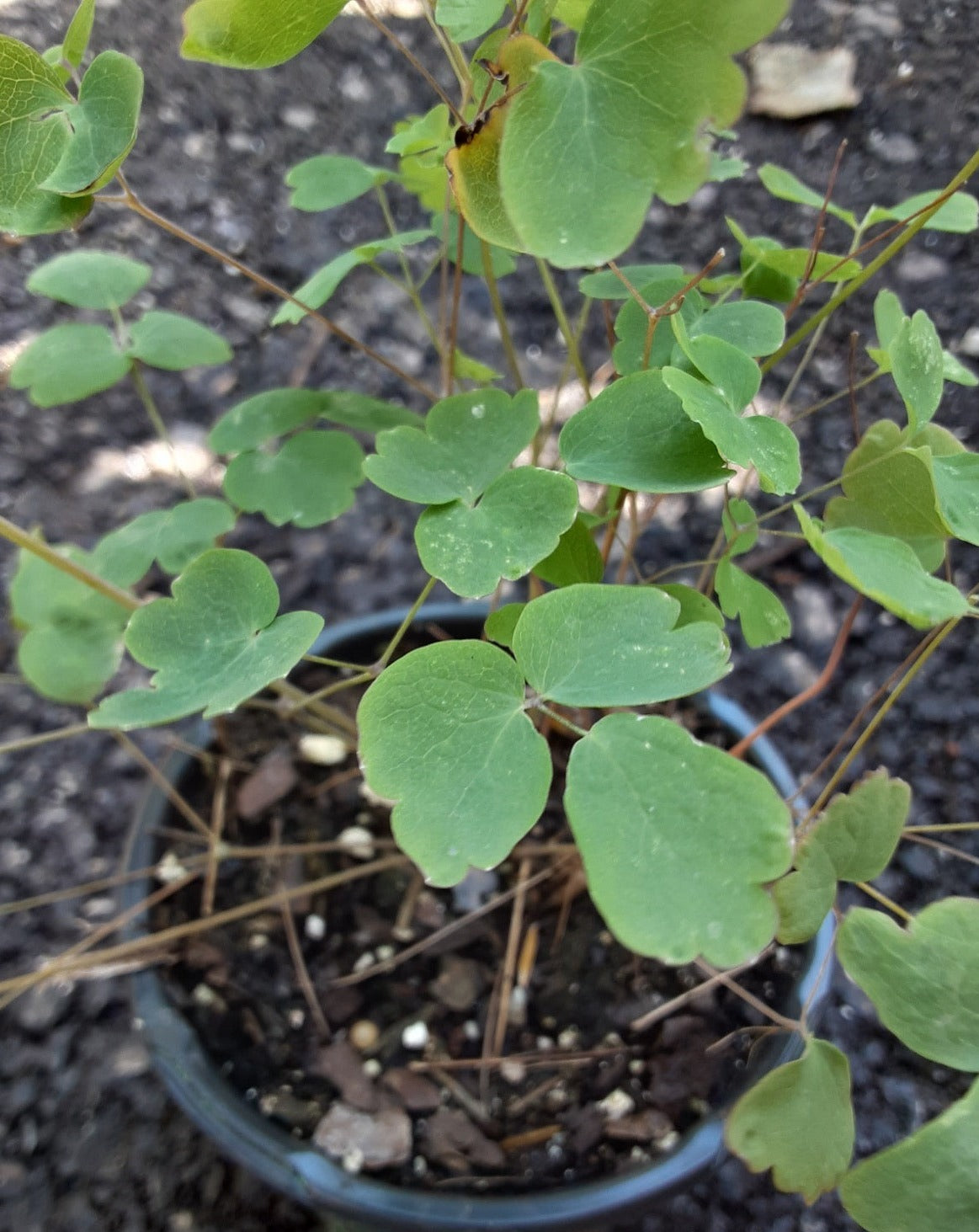 Thalictrum dioicum-Early Meadow Rue - Red Stem Native Landscapes