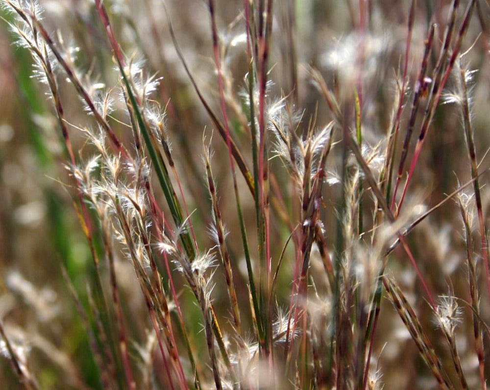 Schyzachyrium scoparium-Little Bluestem - Red Stem Native Landscapes
