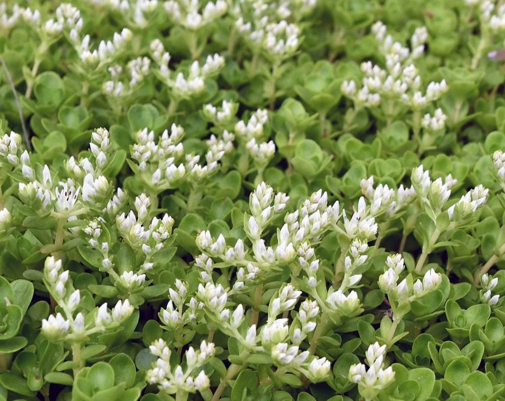 Sedum ternatum-Wild Stonecrop - Red Stem Native Landscapes