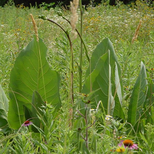 Silphium terebinthinaceum-Prairie Dock - Red Stem Native Landscapes