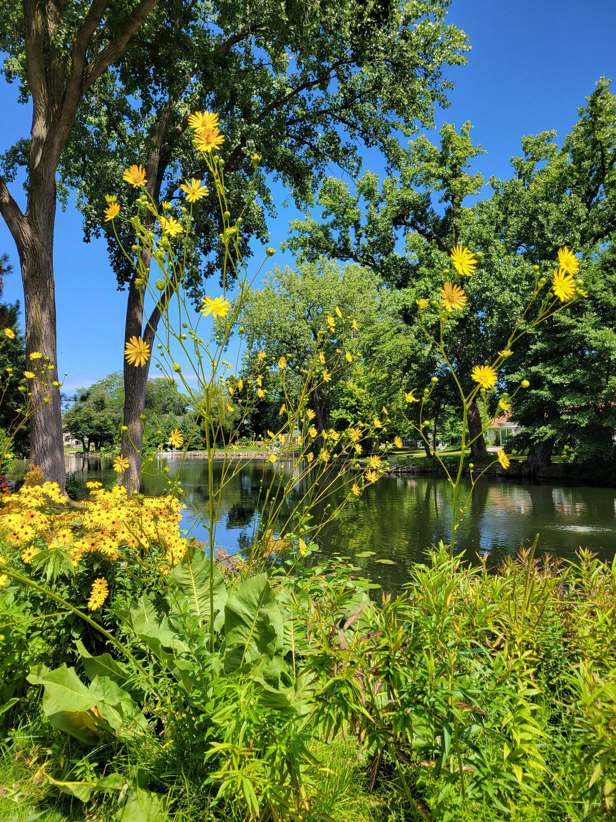 Silphium terebinthinaceum-Prairie Dock - Red Stem Native Landscapes