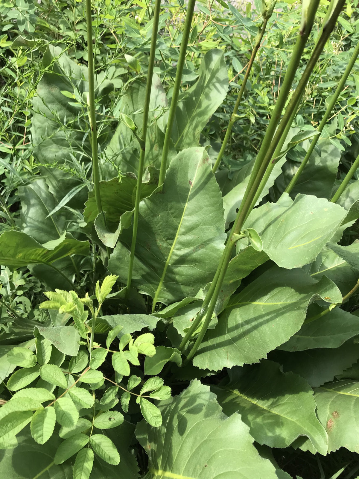 Silphium terebinthinaceum-Prairie Dock - Red Stem Native Landscapes