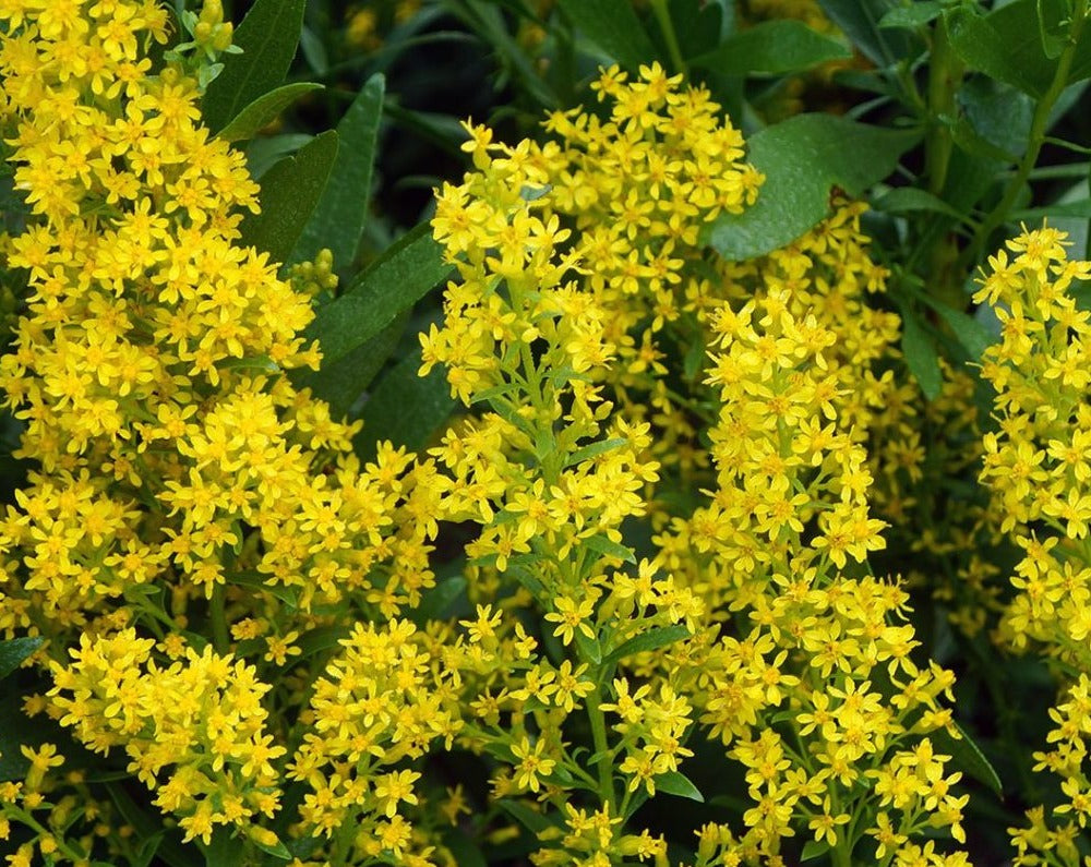 Solidago Rigida Landscape Design Green Solidago