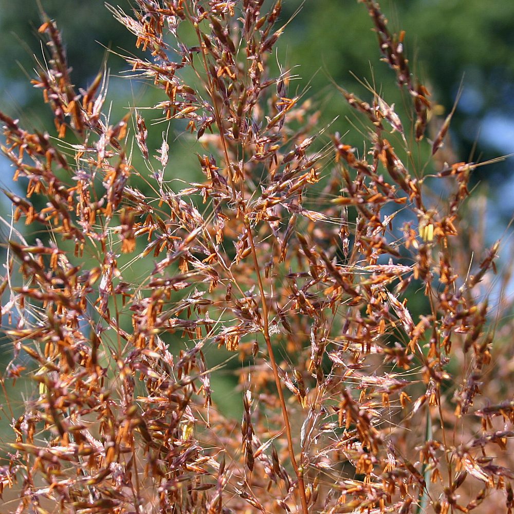 Sorghastrum nutans- Indian Grass
