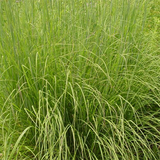 Sorghastrum nutans- Indian Grass