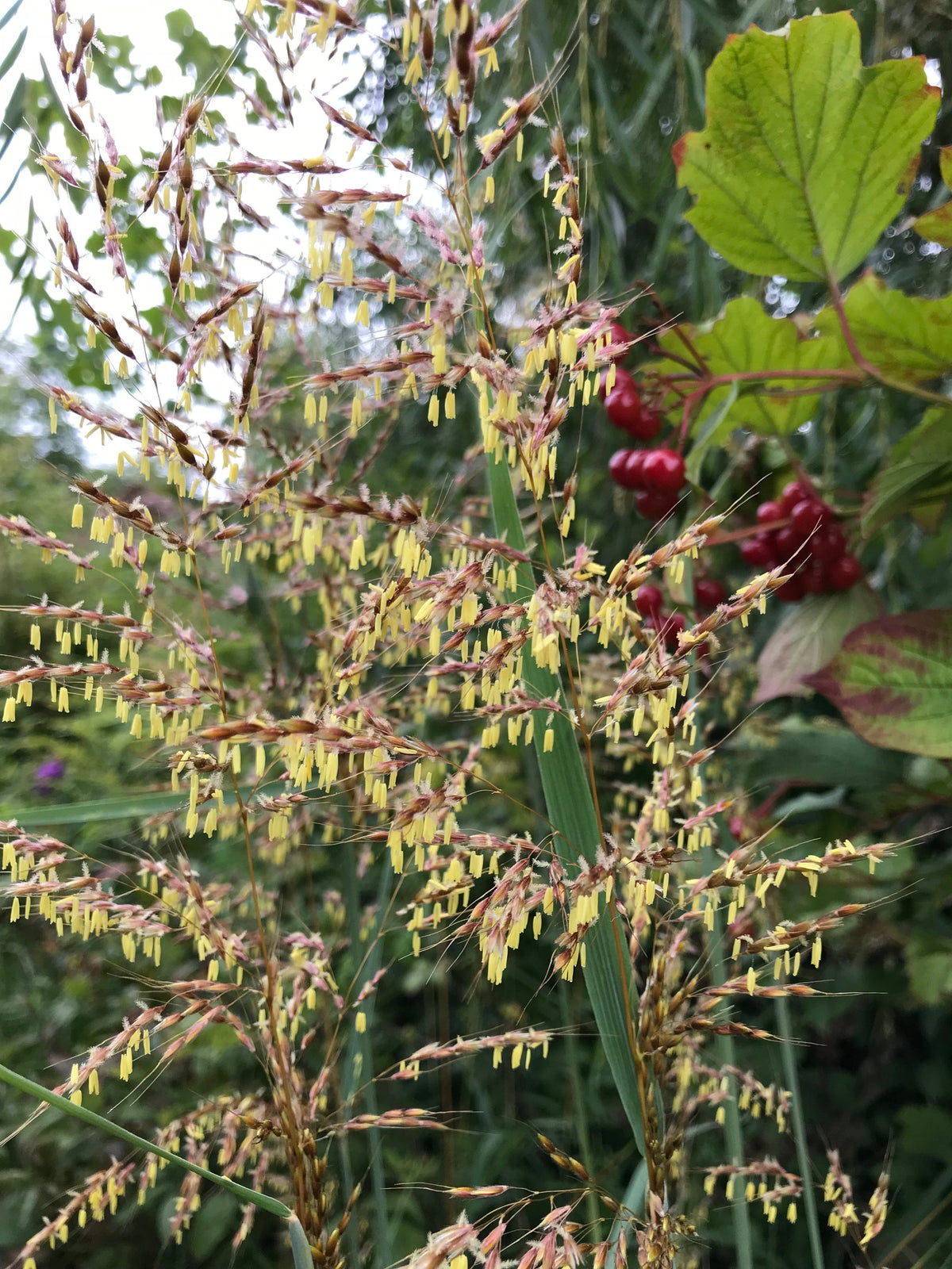 Sorghastrum nutans- Indian Grass