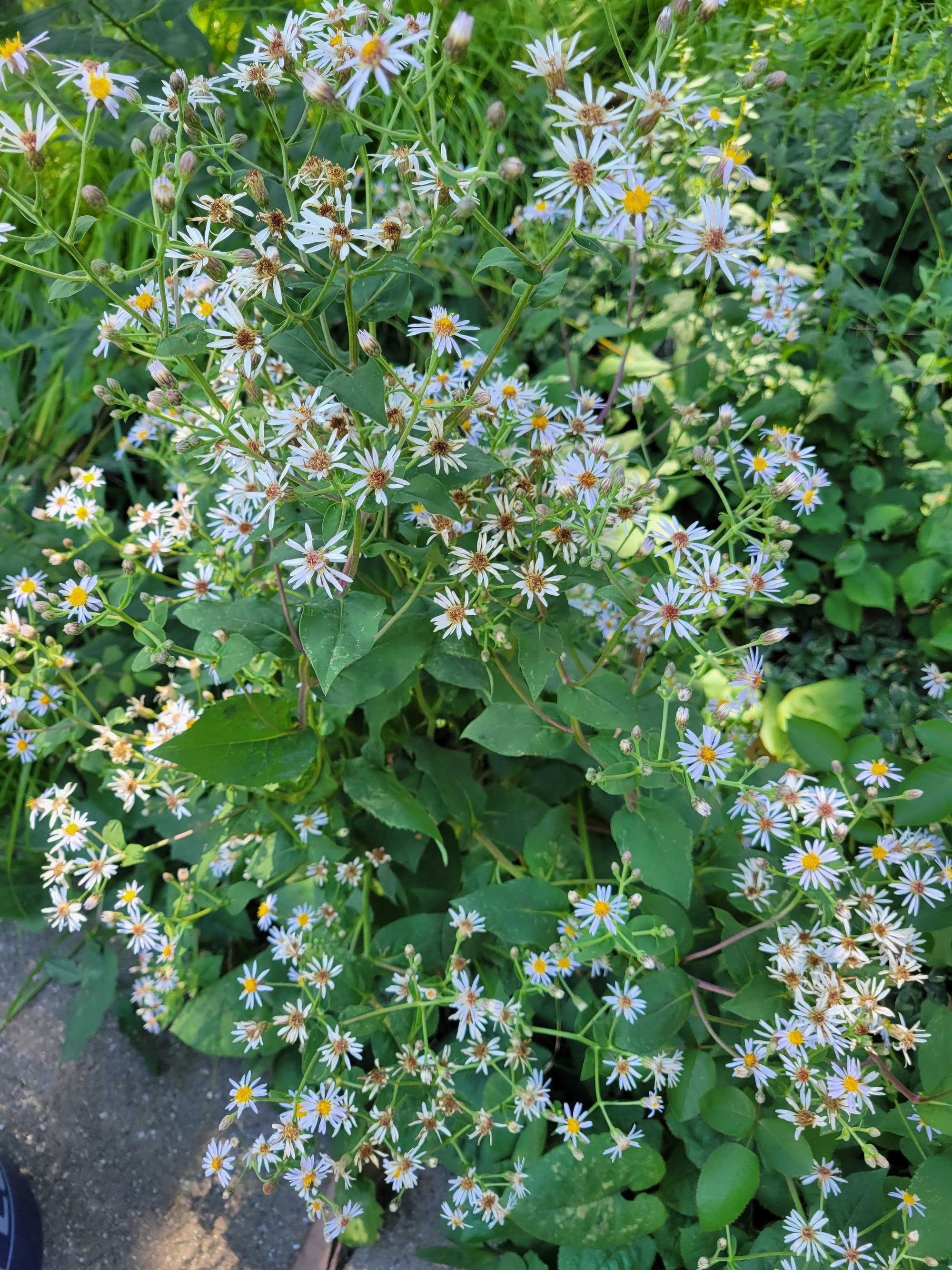 Symphyotrichum cordifolium-Heart-leaved Aster - Red Stem Native Landscapes