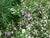 Symphyotrichum lateriflorum- Side-flowering Aster - Red Stem Native Landscapes