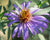 Symphyotrichum oblongifolium-Aromatic Aster - Red Stem Native Landscapes