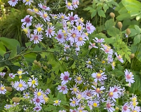Symphyotrichum shortii- Short's Aster - Red Stem Native Landscapes