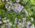 Symphyotrichum shortii- Short's Aster - Red Stem Native Landscapes