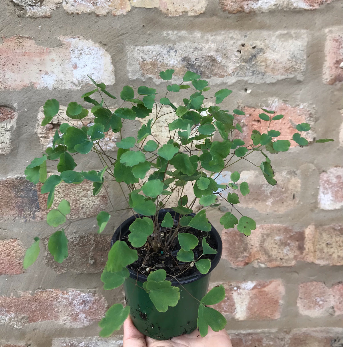 Thalictrum dioicum-Early Meadow Rue - Red Stem Native Landscapes