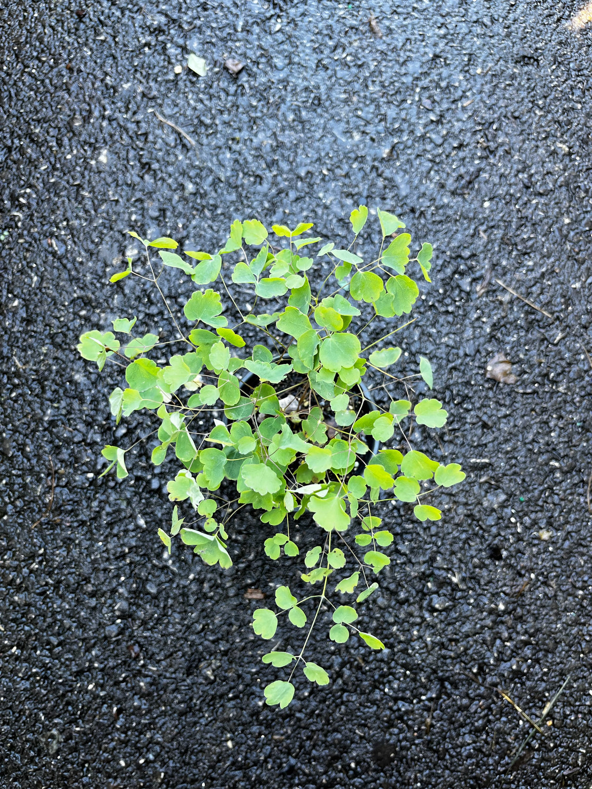 Thalictrum dioicum-Early Meadow Rue - Red Stem Native Landscapes