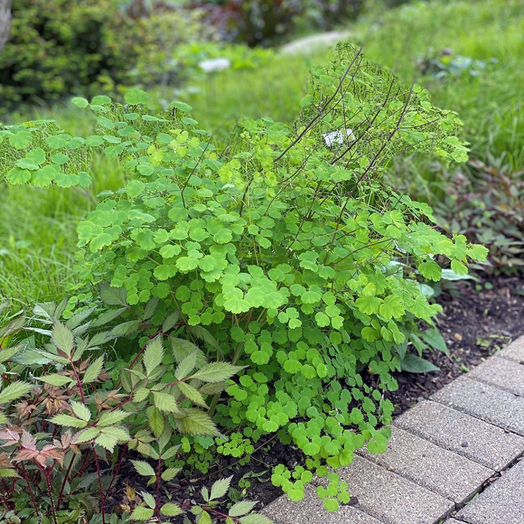 Thalictrum dioicum-Early Meadow Rue - Red Stem Native Landscapes
