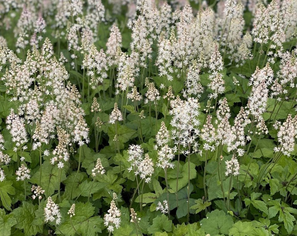 Tiarella cordifolia-Foam Flower - Red Stem Native Landscapes