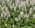 Tiarella cordifolia-Foam Flower - Red Stem Native Landscapes
