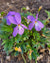 Viola pedatifida- Prairie Violet - Red Stem Native Landscapes