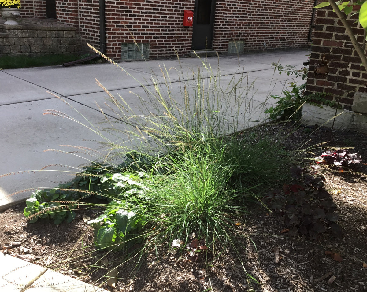 Bouteloua curtipendula- Side-oats Grama - Red Stem Native Landscapes