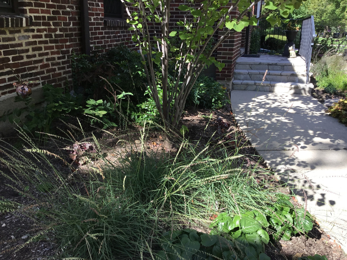 Bouteloua curtipendula- Side-oats Grama - Red Stem Native Landscapes